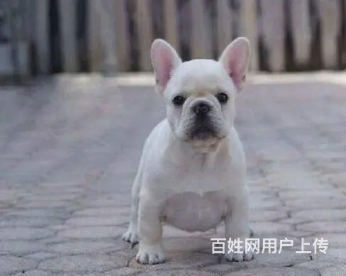 精品法牛犬出售 品相极佳 可视频选狗可上门看狗 - 图片 1