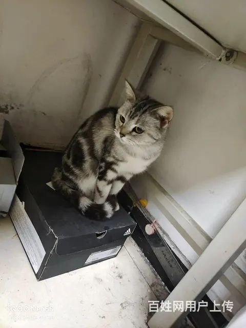 黑白美国短毛猫 - 图片 2