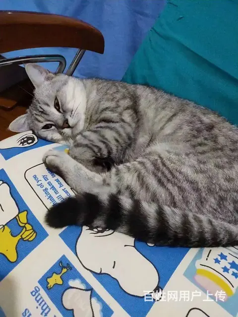 自己家养的美短猫出售 - 图片 2