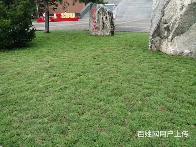 大量出售免修剪草坪地毯草坪，优异草坪，绿化苗木 - 图片 8