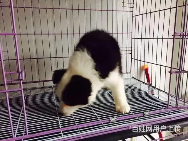 辽阳边牧养殖户 繁殖边牧幼犬的地址 - 图片 7