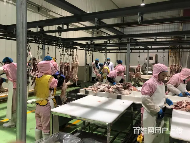 澳大利亚剔骨工移民 雇主免费担保 全家共同办理 - 图片