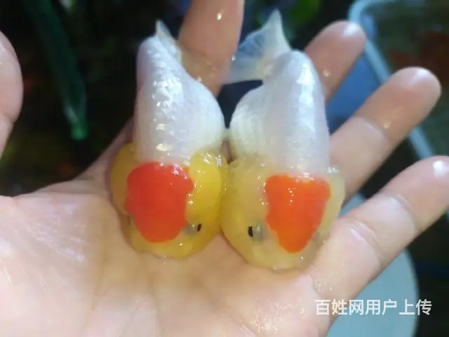打包正顶红顶虎一对 - 图片 12