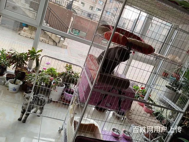 英短蓝猫成母出售定金200 - 图片 4