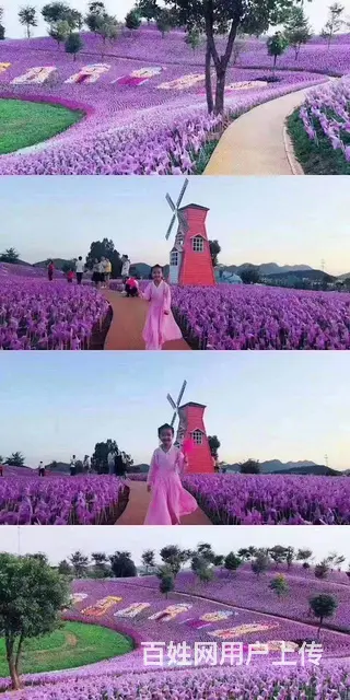 盐城暖场荷兰风车租赁 春季美陈荷兰风车租赁公司 - 图片 4