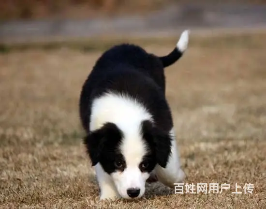 纯种边牧幼犬 智商排名第一 聪明易训 健康质保 - 图片 2