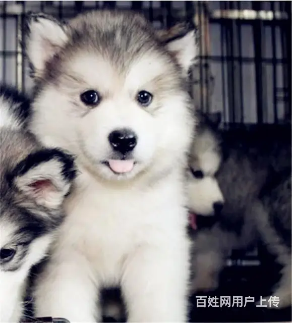 吕梁上哪可以看到阿拉斯加犬舍，阿拉斯加犬舍地址位置 - 图片 1