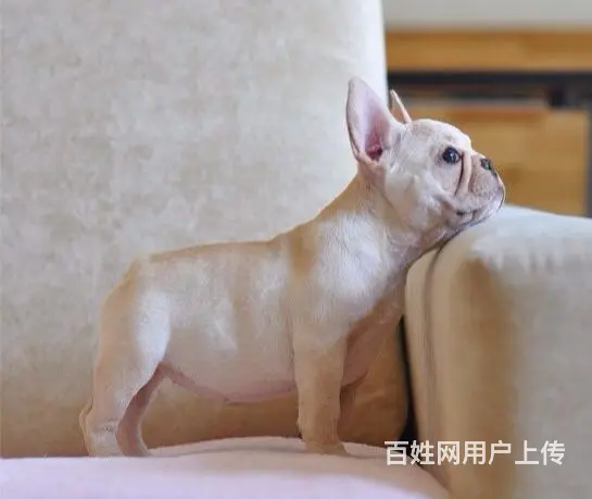 沈阳哪里有基地直销高品质法国斗牛犬出售，公母均有多 - 图片 3