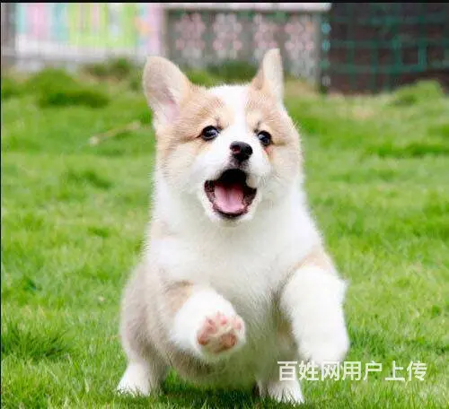 双血统柯基幼犬现货可挑柯基价格柯基犬好不好养图片 - 图片 4