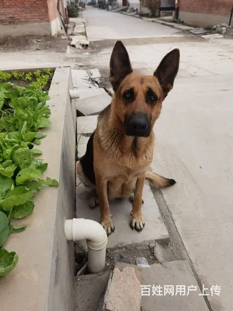 喜欢狼狗的来。工作犬 - 图片 7