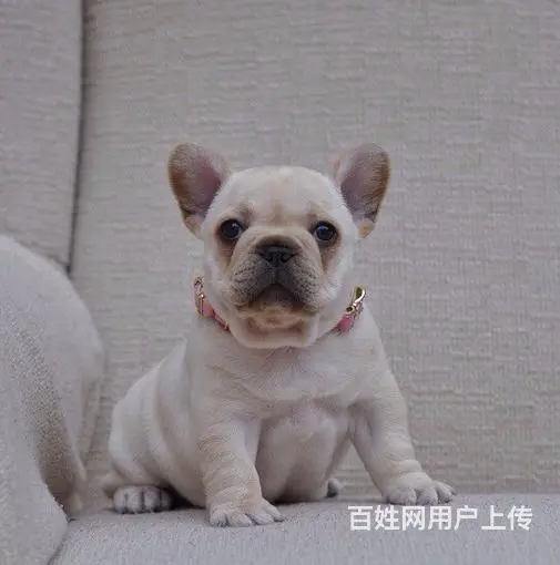 珠海哪里有基地直销高品质法国斗牛犬出售，公母均有多 - 图片 1