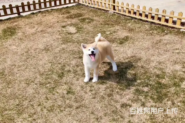 纯种秋田犬 疫苗驱虫已做完 可上门挑选 - 图片 2