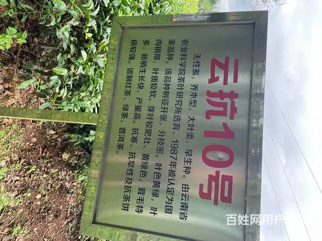 广西大叶种茶苗，云南大叶种茶苗批发 - 图片 4