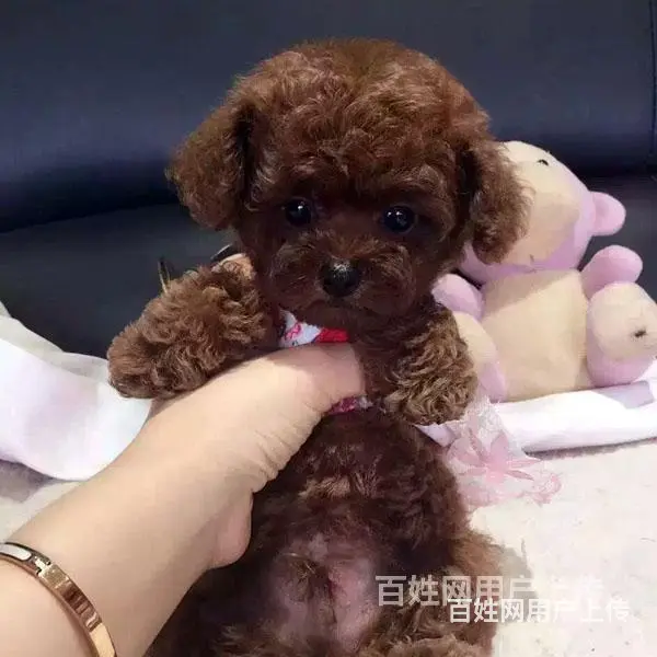 宿迁泰迪犬价格哪里有泰迪买呢 - 图片 9