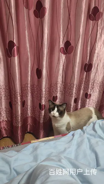 布偶猫配种 - 图片 7