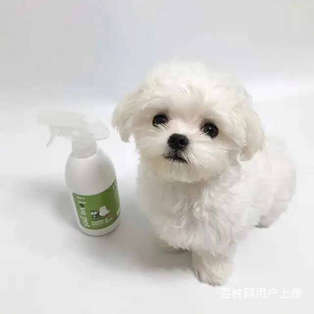 广州纯种马尔济斯犬价格 狗舍直销 包纯种健康签协议 - 图片 9