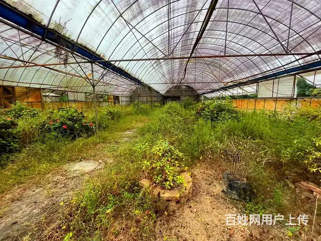 从化区鳌头镇有180亩平地绿化场苗圃场整体转让 - 图片 6