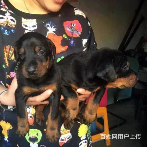 天门可以养杜宾吗？买只杜宾多少钱 - 图片 6