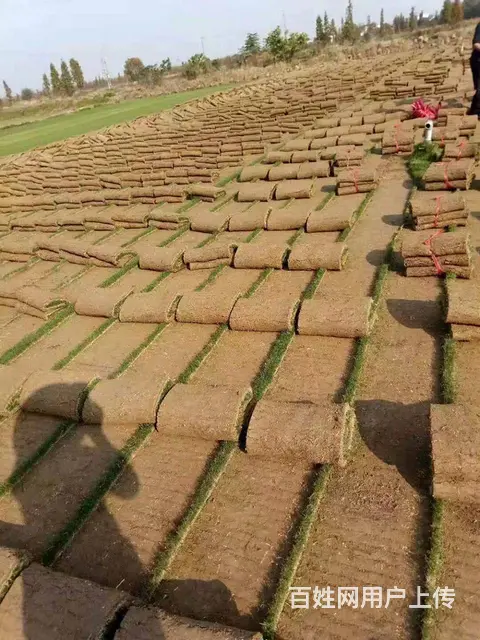 娄底草皮价格怎么样，铺设效果好吗，在哪有草皮买？ - 图片 6