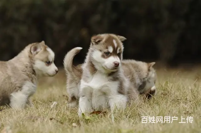 纯种哈士奇犬 北京哈士奇犬舍 打完疫苗.包纯健康C - 图片 4