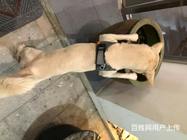 寻白色田园犬，戴橙色项圈 - 图片 3