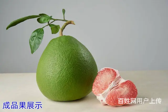 泰国红宝石青柚果苗出售 - 图片 4