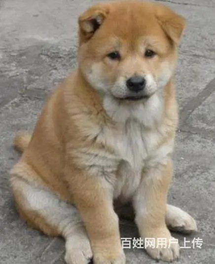 中华田园犬 - 图片