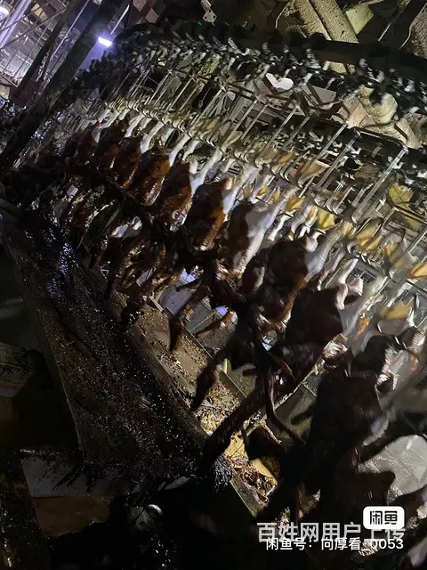 家禽拔毛蜡（精蜡），食品添加剂石蜡 厂家直销  量 - 图片 1