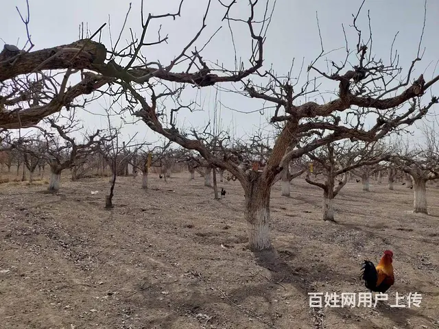 B个人一和什里克乡萨依勒克村梨园宅基地对外出售 - 图片 8