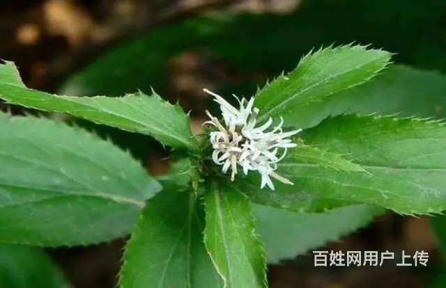 湖北百草堂苍术种植绿色探索，引领生态种植新时代 - 图片 1