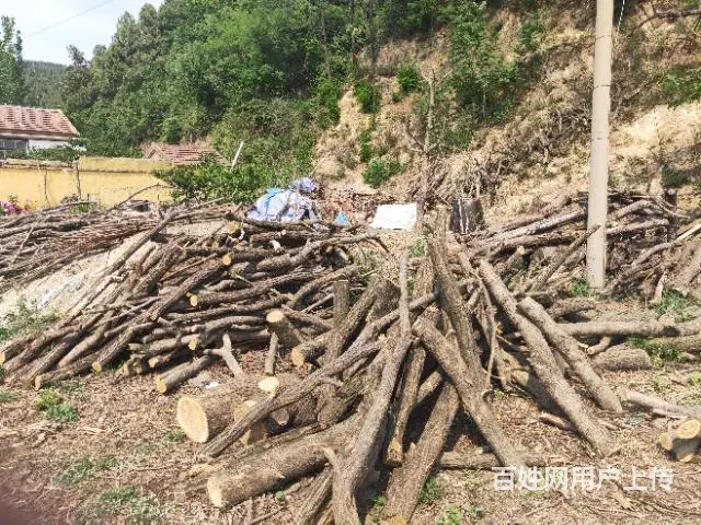 出售槐木 - 图片 9