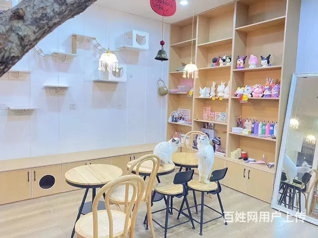 乐至县南塔街道蟠龙街50平猫咖转让 - 图片 2