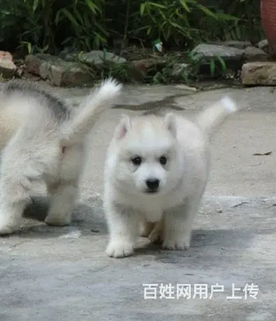 纯种哈士奇 黑白色哈士奇 可爱聪明的哈士奇幼犬 - 图片 4