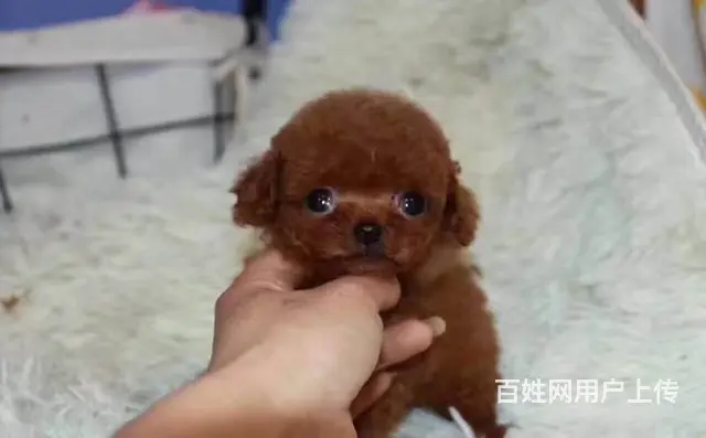 赛级泰迪 售茶杯血系泰迪犬 颜色齐全质保终身 - 图片 12