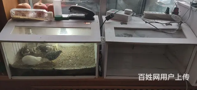 芦丁鸡成鸡小鸡孵化箱饲养箱 - 图片 8