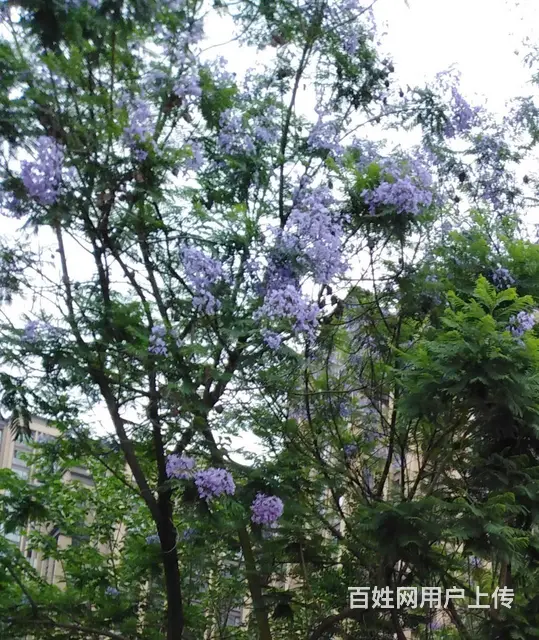 蓝花楹~树木出售 - 图片 1
