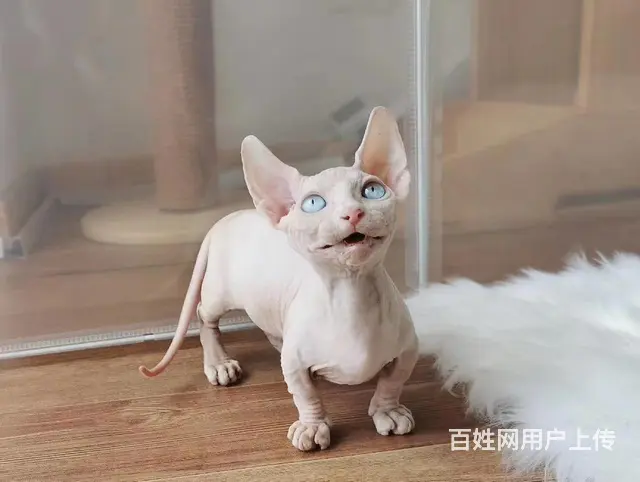 哪里有无毛猫卖的 无毛猫价格多少 疫苗齐全包健康 - 图片 2