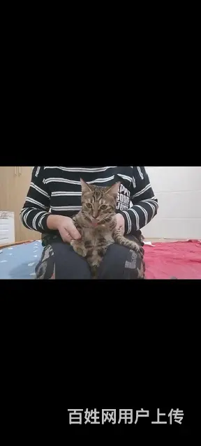 小狸花猫母免费赠送 - 图片 1