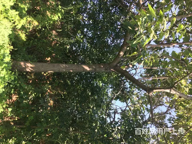 梧桐树，板栗树出售 - 图片 1