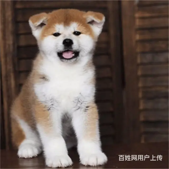 纯种秋田幼犬 出售血统证疫苗驱虫已做可上门看狗 - 图片 3