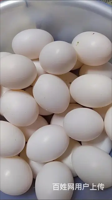 出售乳鸽，大肉鸽子， - 图片 11