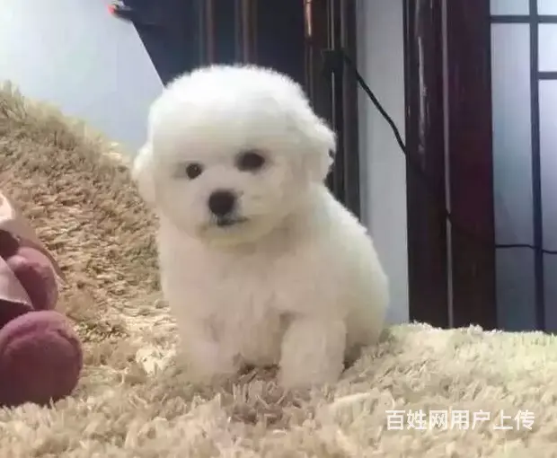 辽阳血统比熊哪里有卖，血统比熊一般多少钱 - 图片 4