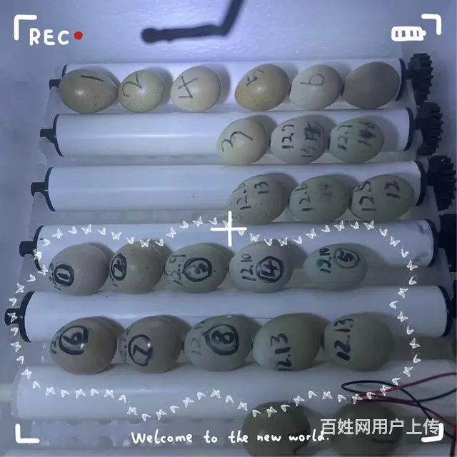 宠物鸡 迷你鸡 - 图片 11