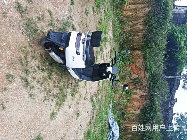 特莱维狮天猫牛 - 图片 2