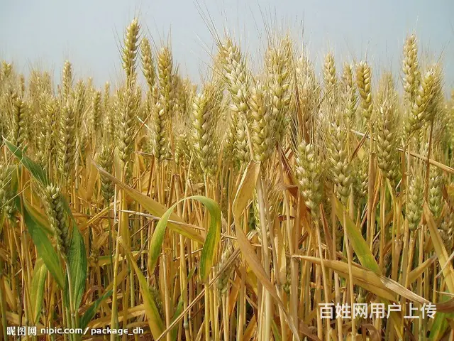 睢宁县梁集镇戚姬社区有零散十几亩土地出租 - 图片 3