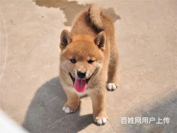 纯种日系柴犬 包健康包养活 可签协议 - 图片 6
