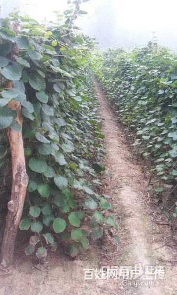 猕猴桃苗泰山1号 - 图片 5
