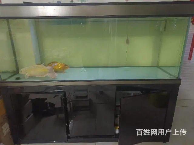 鱼缸出售 - 图片 3