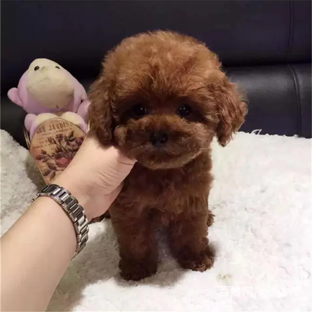 宿迁正规泰迪犬舍地点联系方式 - 图片 11