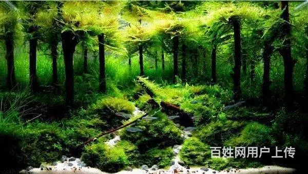 专业鱼缸养护，家庭公司，别墅鱼池 - 图片 4